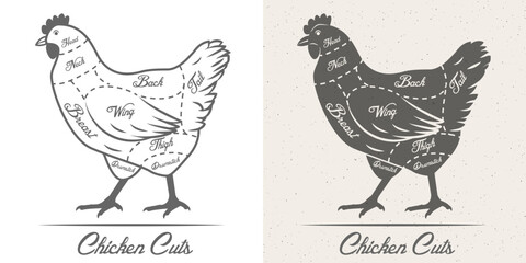 Cuts of chicken. Vector poster for restaurant menu or butcher shop. Hen meat scheme for bbq. Vintage scheme of chicken cuts.