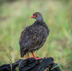 Here is one example of many animals I photographed in Kenya. This photo was specifically taken in the Masai Mara.