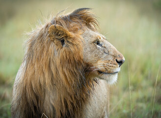 Here is one example of many animals I photographed in Kenya. This photo was specifically taken in the Masai Mara.