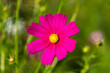 Obraz premium 秋の野原に咲くピンクのコスモスの花