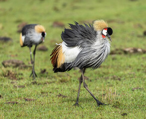 Here is one example of many animals I photographed in Kenya. This photo was specifically taken in the Masai Mara.