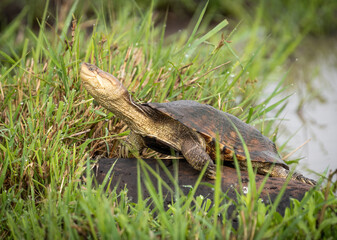 Here is one example of many animals I photographed in Kenya. This photo was specifically taken in the Masai Mara.