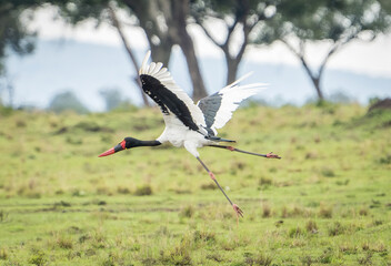 Here is one example of many animals I photographed in Kenya. This photo was specifically taken in the Masai Mara.