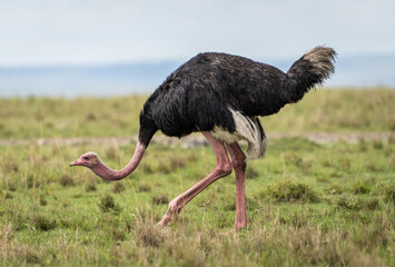 Here is one example of many animals I photographed in Kenya. This photo was specifically taken in...