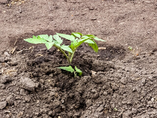 Tomato seedlings are planted in open ground. First leaves