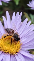 bee on a flower