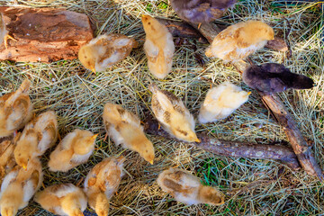 Group of cute furry chickens strolls at sunshine in summer day