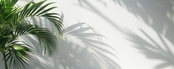 Elegant Palm Leaf Shadows on Olive Green Wall. Trendy Backdrop for Product Presentation