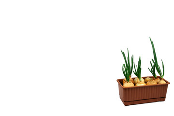 Green onions growing in a pot. Grows in the ground. On a white background, blue background. Poached onions in the ground. Food. Agricultural life. Organic food in the garden. Place for text.