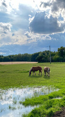 Two horses graze on a lush green field under partly cloudy skies. Reflection of the sky in the pond...