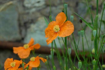Blooming orange flower and green buds. Iceland poppy, Papaver croceum