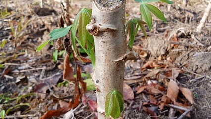 Young shoots appear in the eyes of cassava