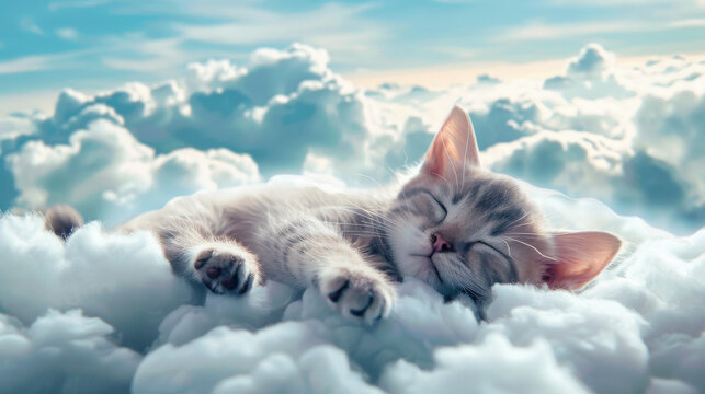 Cute baby cat sleeping on the clouds
