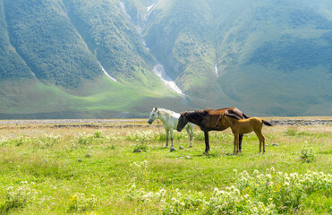 Fototapeta premium Two horses and a foal on a green meadow. Mountain, partially snow on background