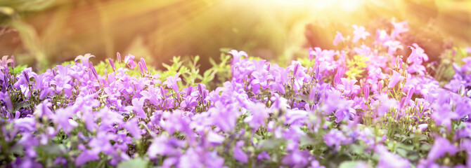 Selective and soft focus on purple flower, purple flowers lit by sunlight, beautiful nature in...