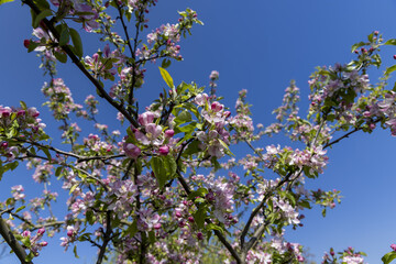 Beautiful pink apple blossoms on a blue sky background