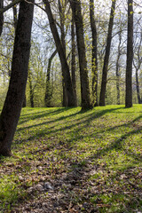 beautiful new maple foliage in sunny weather
