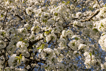 large inflorescences of white cherry blossoms in spring