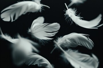 Obraz premium Feather frenzy elegant white feathers floating in the air on a mysterious black background