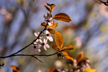 beautiful cherry blossoms during flowering in spring