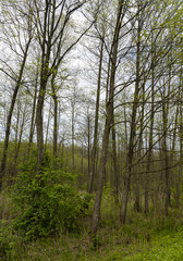 mixed forest in a swampy area in cloudy weather