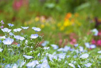 青いネモフィラとカラフルな花畑