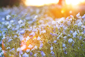 夕日が差し込むネモフィラの花畑