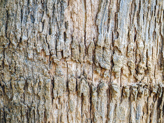 abstract pattern bark teak, texture of the bark teak tree background, Close-up of bark teak tree