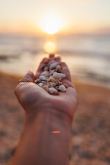the girl shows shells on her palm. collection of shells. girl's hand with shells close-up.