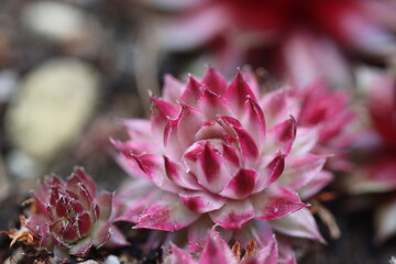 rojnik Saxon sempervium