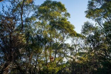 beautiful gum Trees and shrubs in the Australian bush forest. Gumtrees and native plants growing
