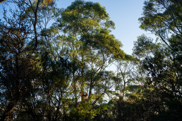 Fototapeta premium beautiful gum Trees and shrubs in the Australian bush forest. Gumtrees and native plants growing