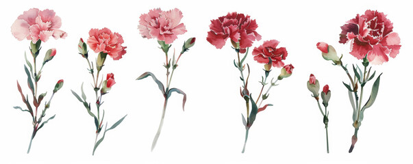 Vibrant Carnations: Colorful Floral Arrangements in Varied Poses and Styles