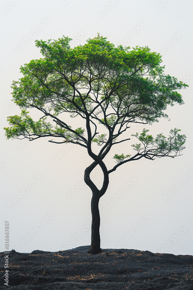 Poster a tree with a twisted trunk is standing alone in a field