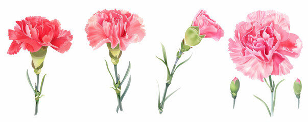 Vibrant Carnations: Colorful Floral Arrangements in Varied Poses and Styles