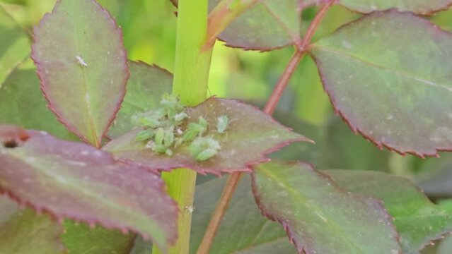 Green aphids on roses. Aphidoidea. Pests damage the plant and spread disease.

