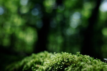 森林の背景イメージ