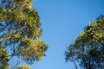 beautiful gum Trees and shrubs in the Australian bush forest. Gumtrees and native plants growing