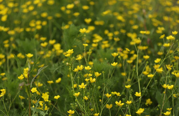 Fototapeta premium Yellow buttercups in the field