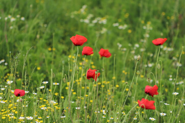 Field of red poppies in spring