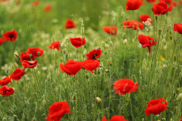 Field of red poppies in spring