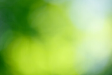 木漏れ日の背景素材