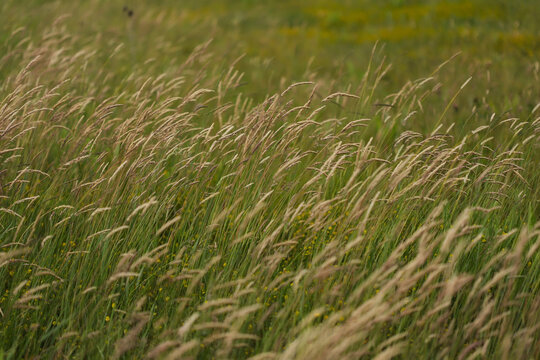 Yorkshire fog grass in the wind
