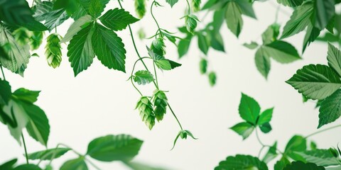 A bunch of green leaves hanging from a ceiling. Ideal for interior design concepts