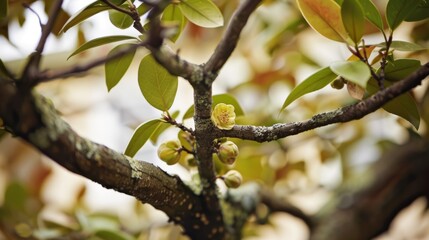 A close-up view of a tree branch with young buds and a small yellow bloom, surrounded by lush green leaves, depicted in natural and ambient light