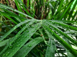 rain drops on a leaf