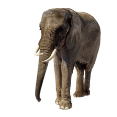 African Elephant in front of a white background
