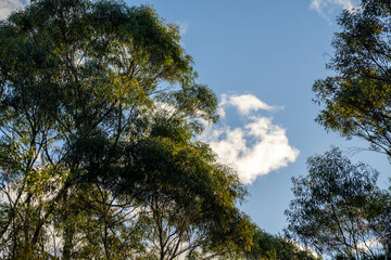 beautiful gum Trees and shrubs in the Australian bush forest. Gumtrees and native plants growing