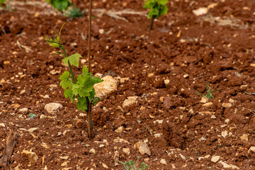 Young grape seedlings working on a grape plantation viticulture Croatia