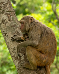 Tender moment Mother loving her baby on her lap Rhesus macaque or Macaca mulatta monkey mother and baby in cuddling moment behavior resting on tree in natural green background in terai forest of india
